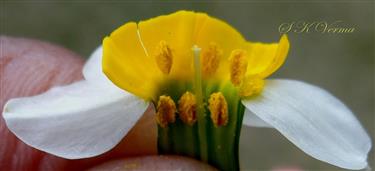  Flower V. S.